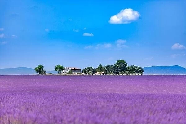 Lavender field in the South of France, trees and countryside house. Summer landscape, booming lavender flowers under blue sky. Idyllic travel scene