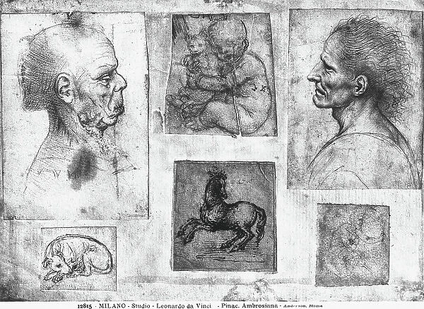 Study with profiles, putto and animals. Drawing attributed to Leonardo da Vinci, preserved in the Ambrosian Library, Milan