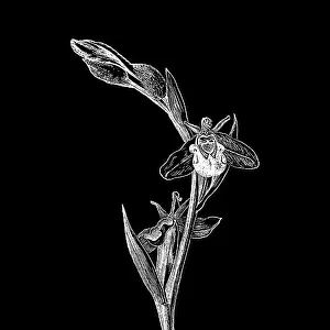 Old engraved illustration of Botany, bee orchid (Ophrys apifera) a perennial herbaceous plant of the family Orchidaceae