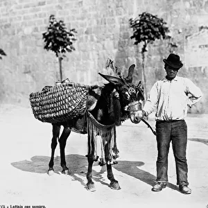 Milk-man with his donkey in Genoa