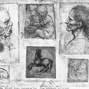 Study with profiles, putto and animals. Drawing attributed to Leonardo da Vinci, preserved in the Ambrosian Library, Milan